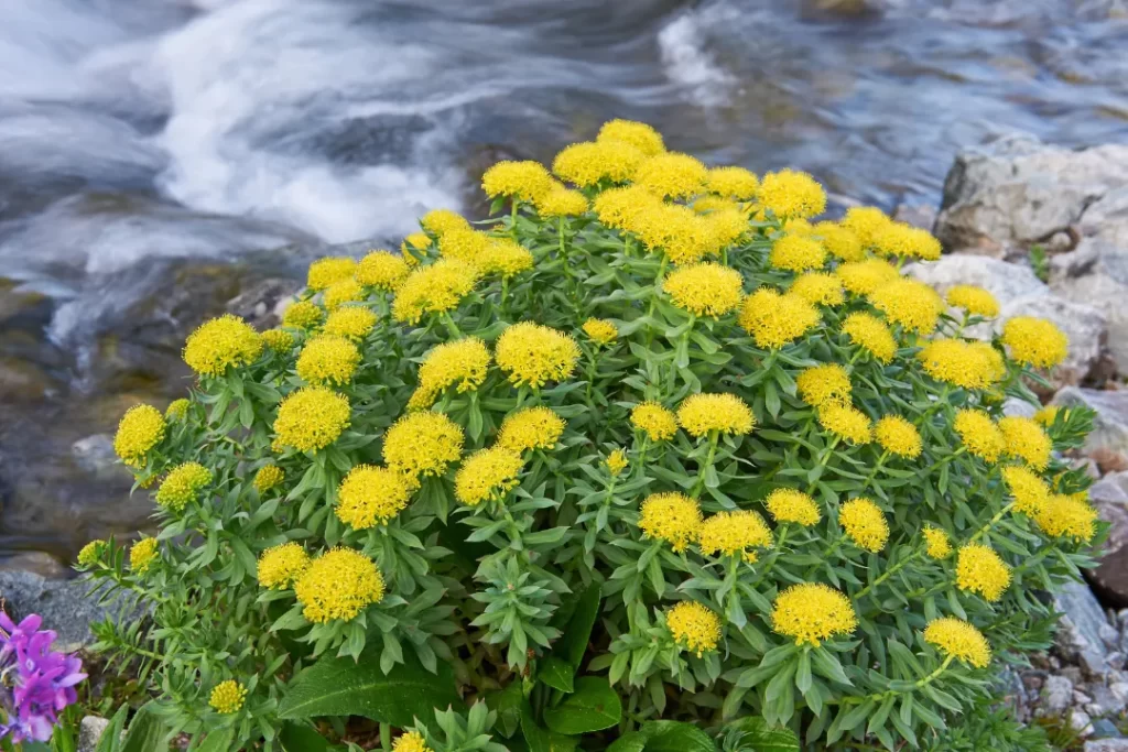 Rhodiola Rosea plants are used as an ingredient in brain supplements (serotonin brain food)
