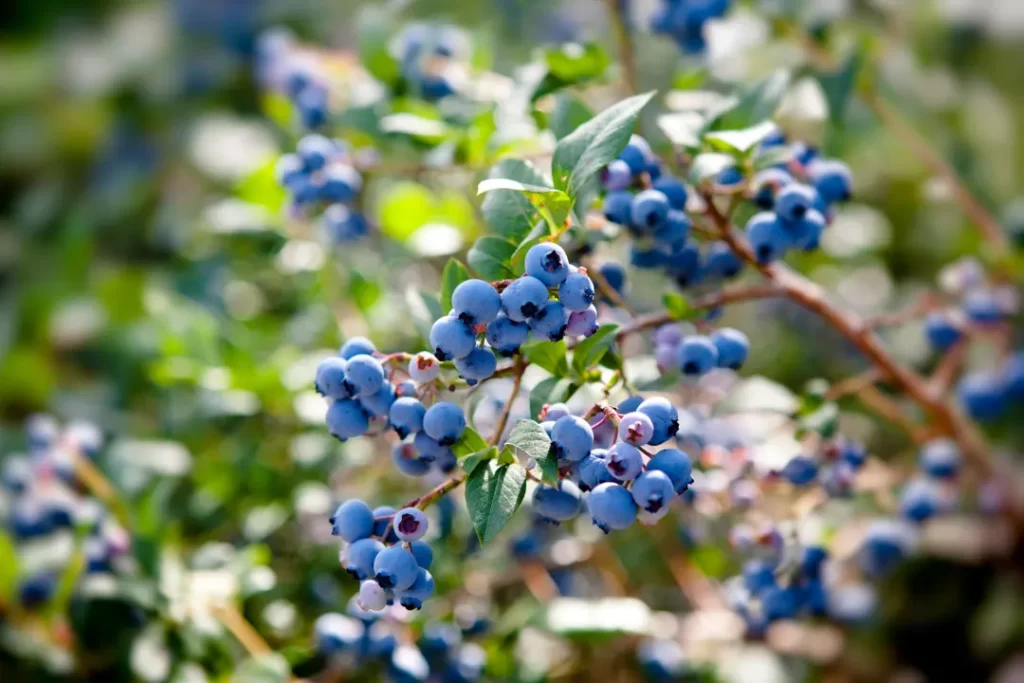 wild blueberry uses as an ingredient in brain pills

