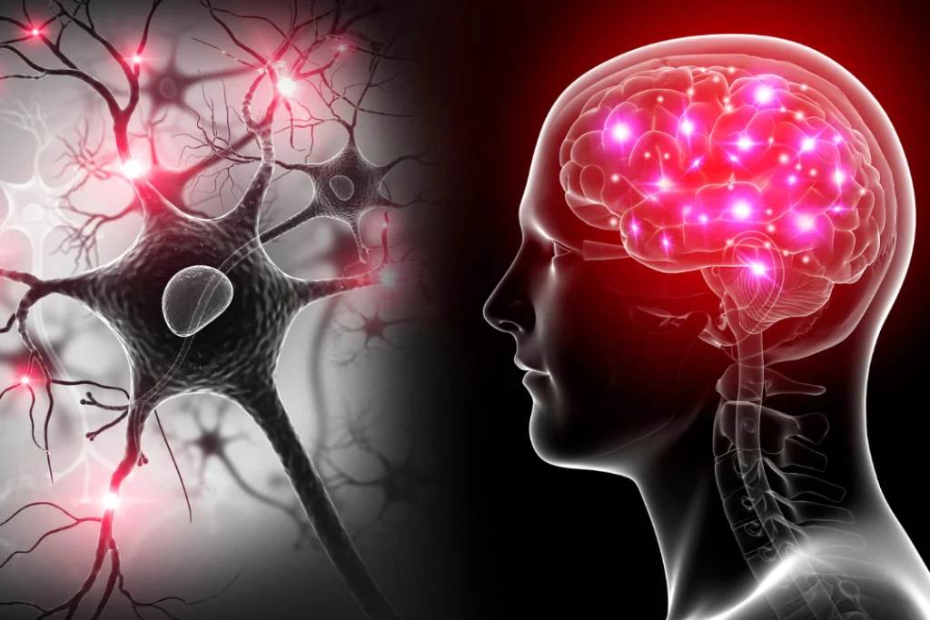 The human brain and nerve cell
Aniracetam powder