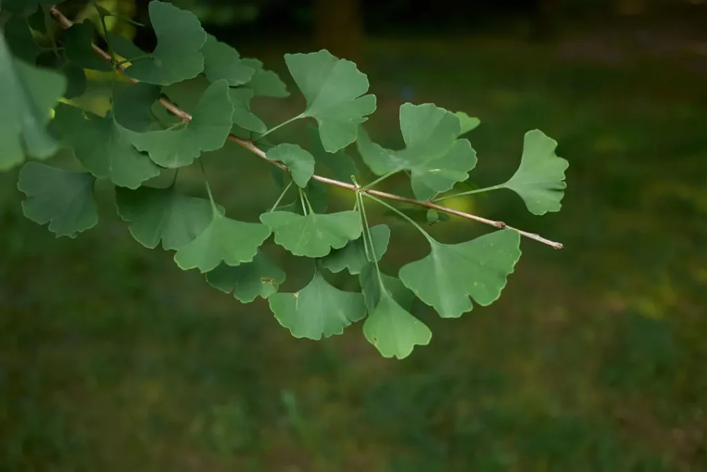 Leaves of Ginkgo biloba. 