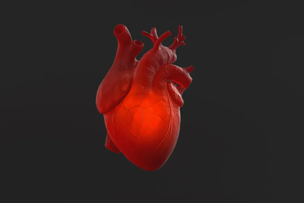 Structure of human heart.