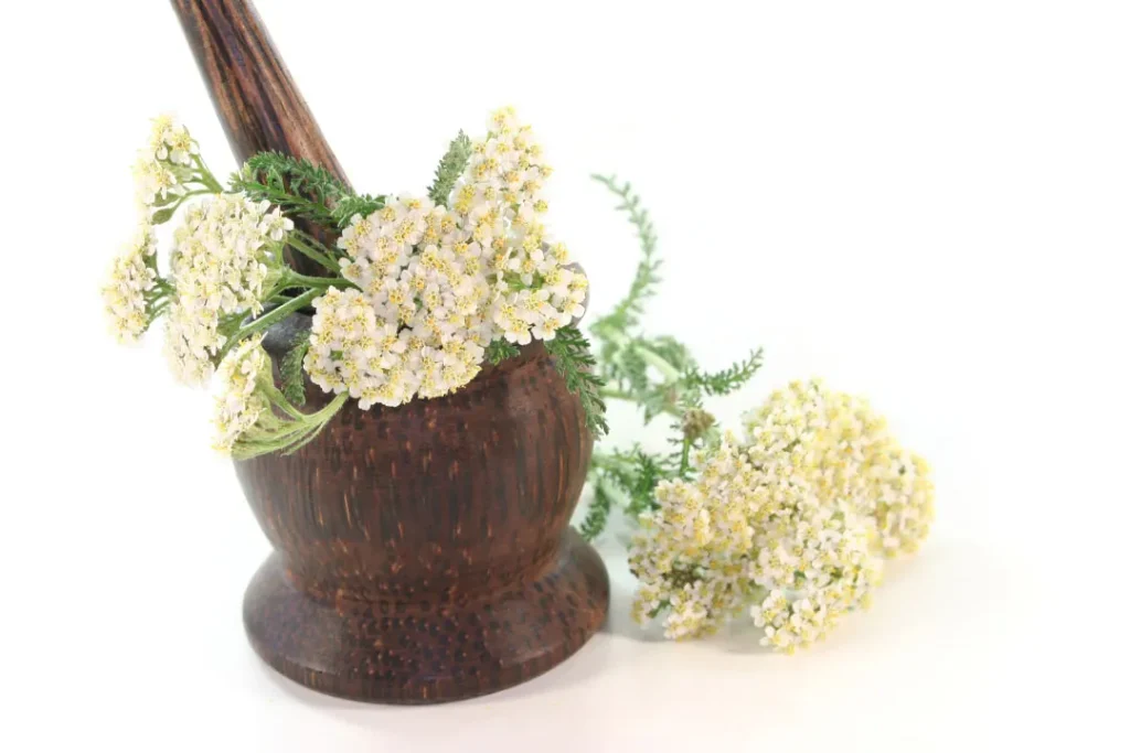 Yarrow in a mortar with white background