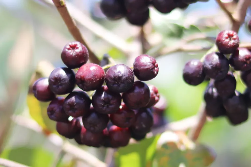 close shot of Acai berries