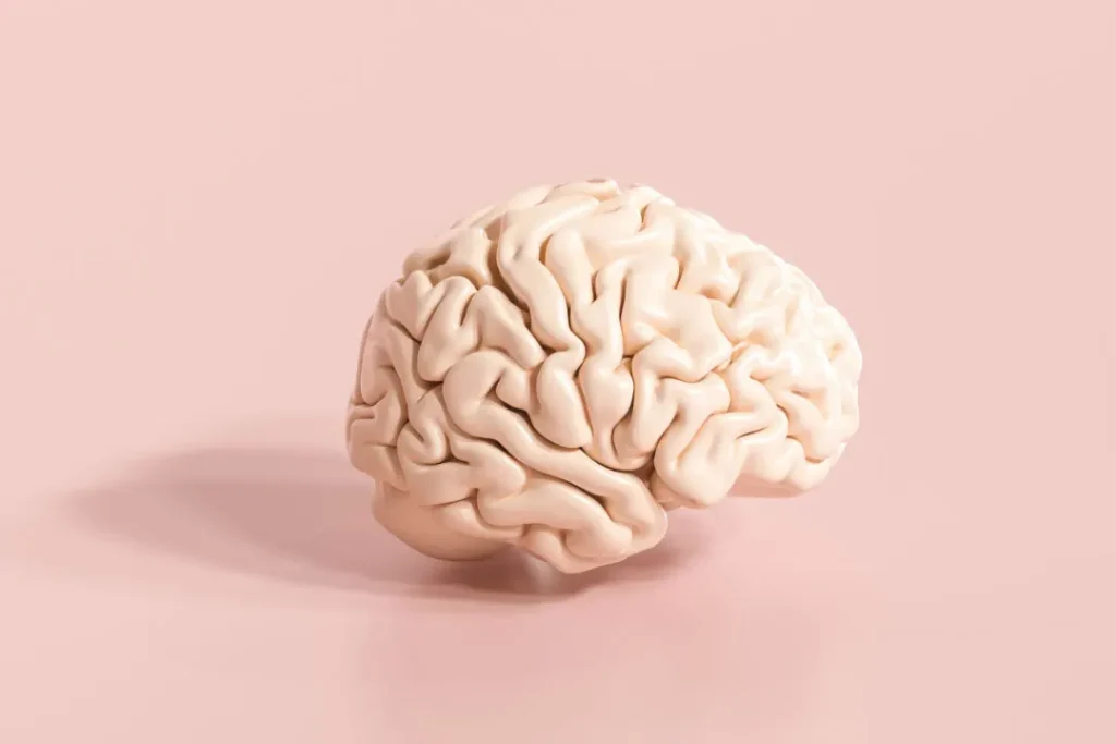human brain model on pink background