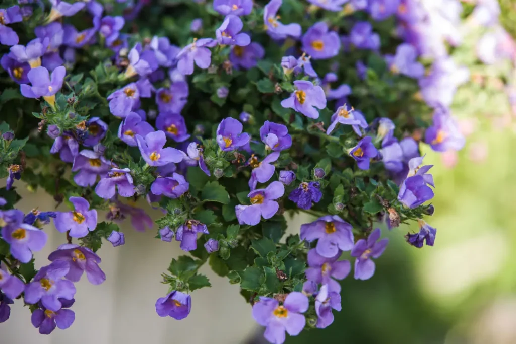 purple bacopa close-up shot