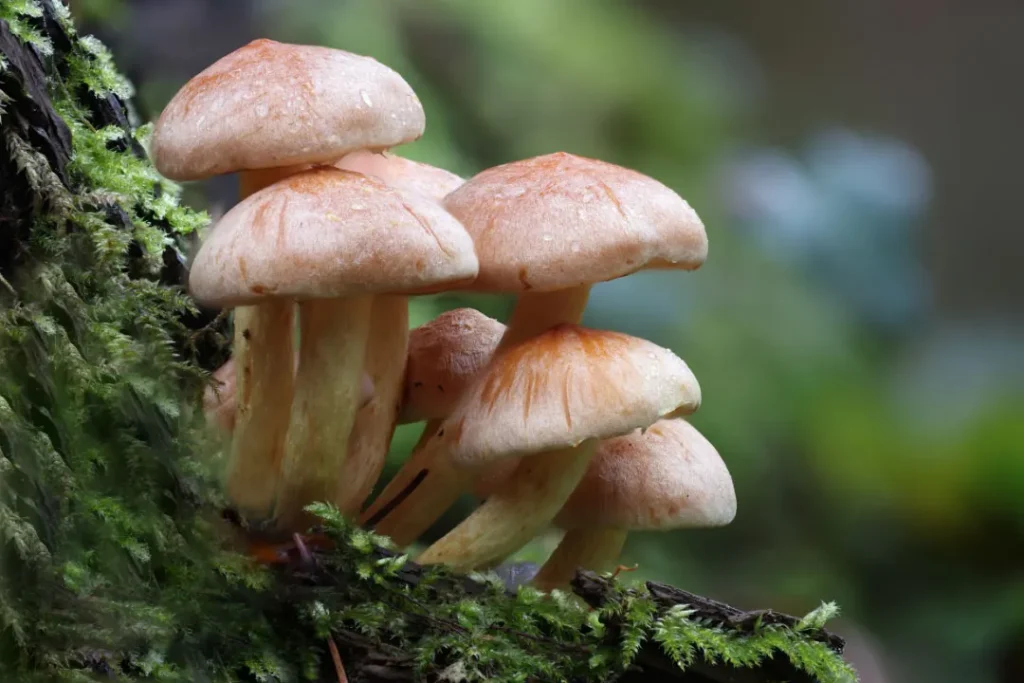 mushrooms shot 
mushrooms for mood