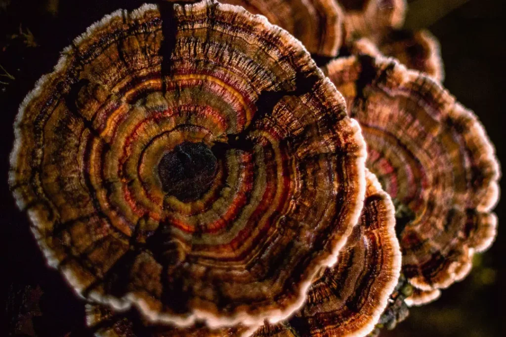 close up shot of mushroom