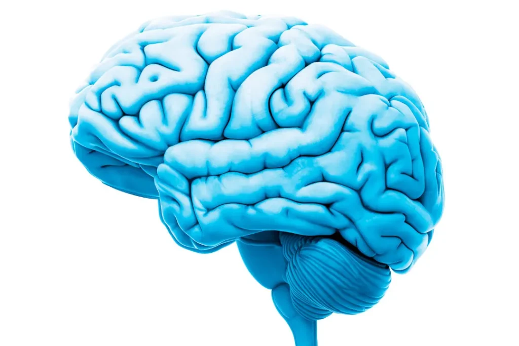 computer artwork of a human brain