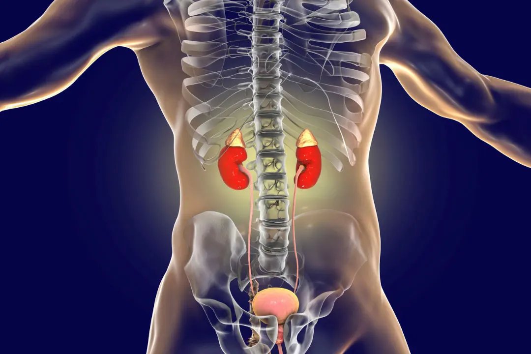 Adrenal Extract Benefits, Dosage, Side Effects, Drug Interactions, and