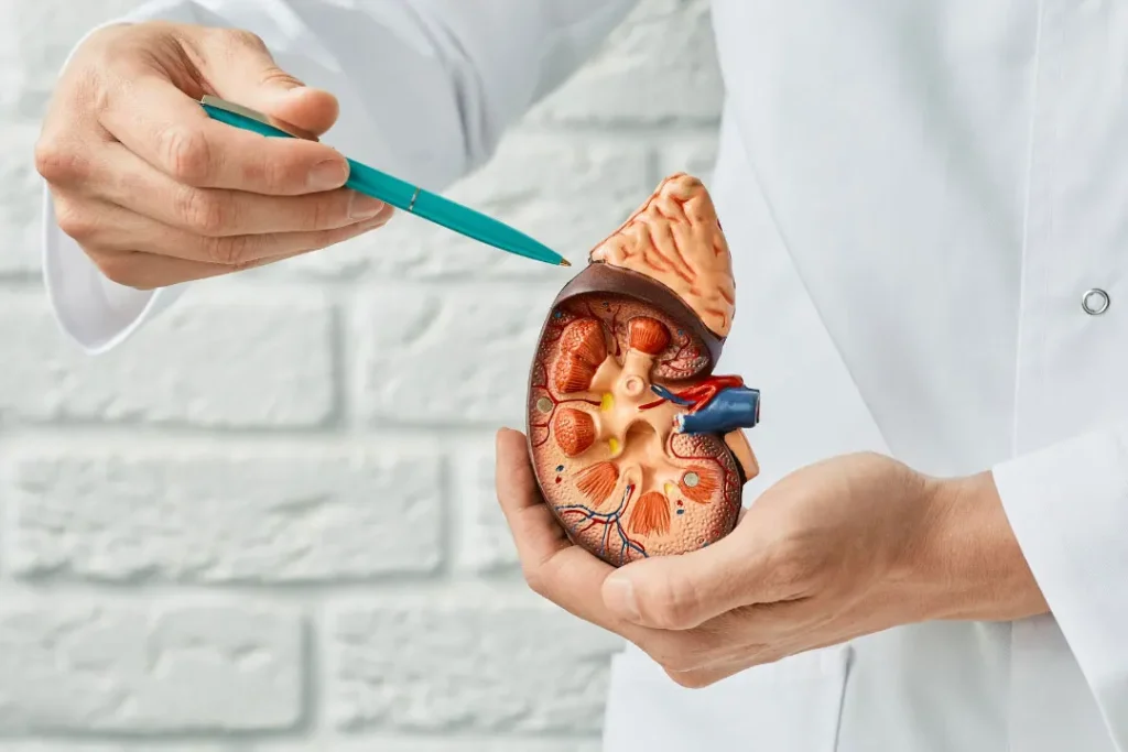 dr holds the kidney model in his hand