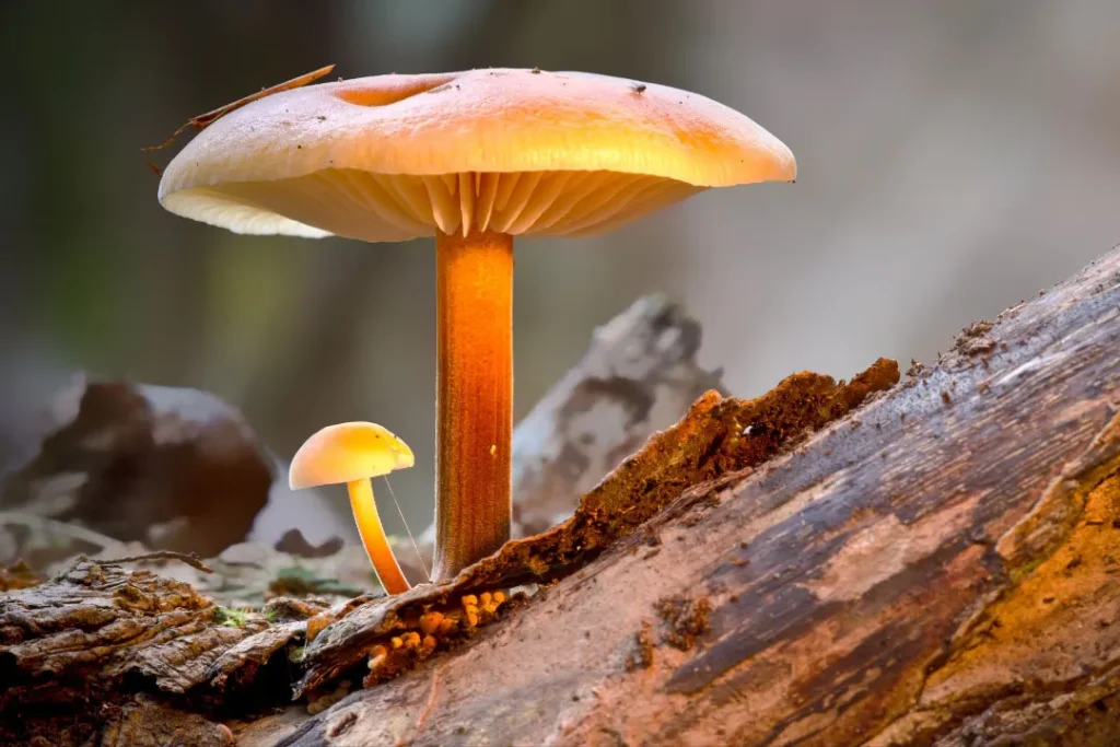 close up shot mushrooms