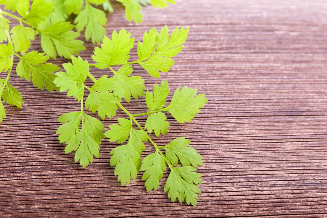 Chervil: Benefits, Dosage, Side Effects, Drug Interactions, and Other ...