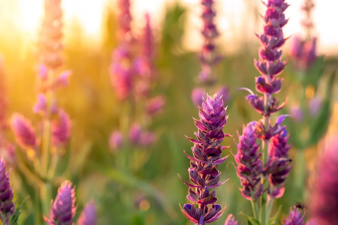 Clary Sage Benefits, Dosage, Side Effects, Drug Interactions, and