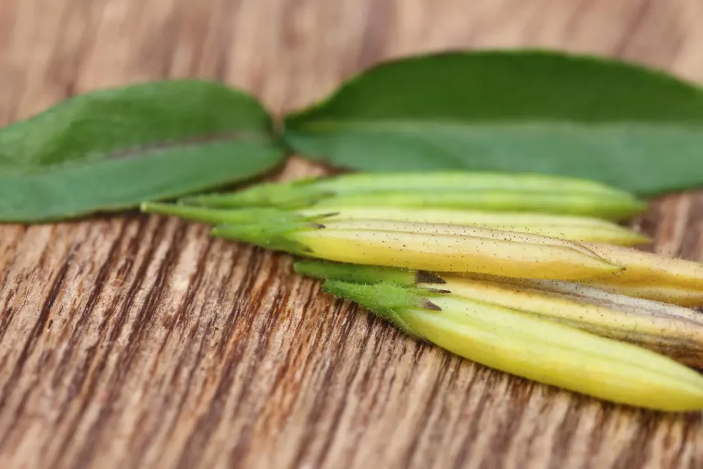 Chirata  leaves with pods.