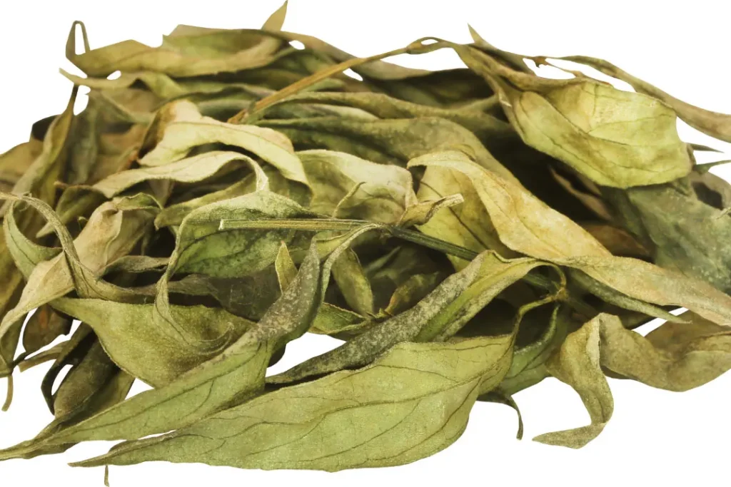 Chirata dry leaves