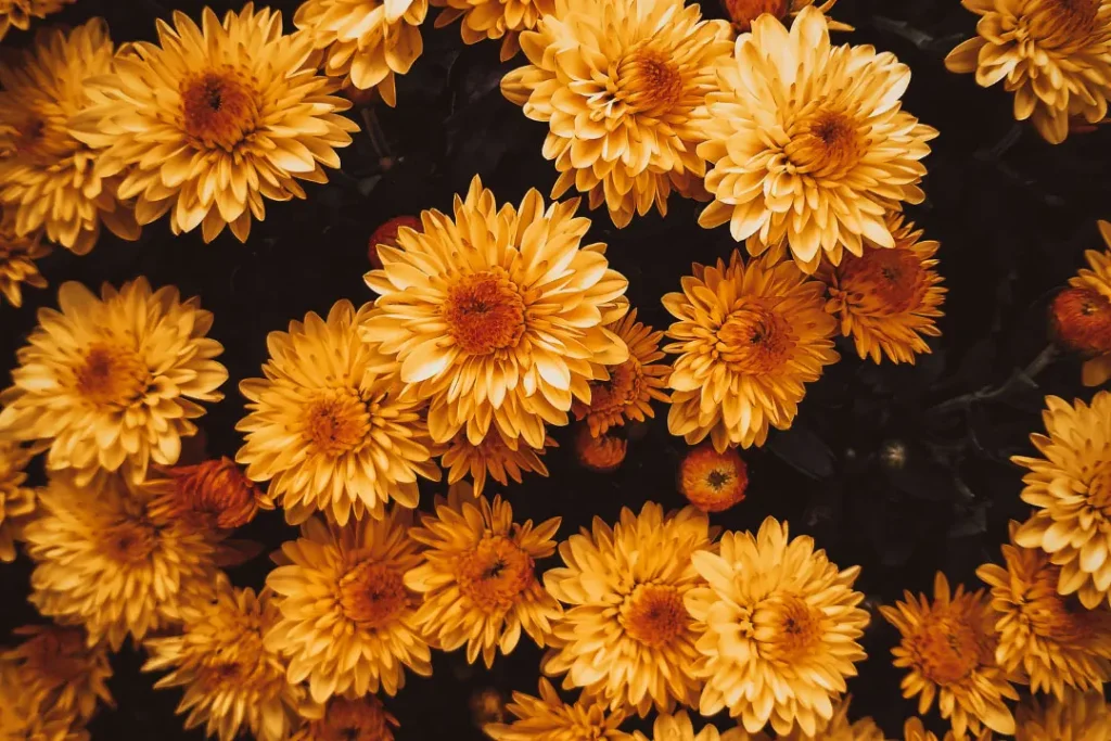 chrysanthemum orange flowers close up