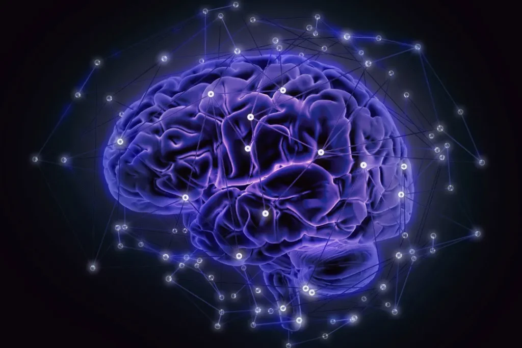 computer artwork of human brain.