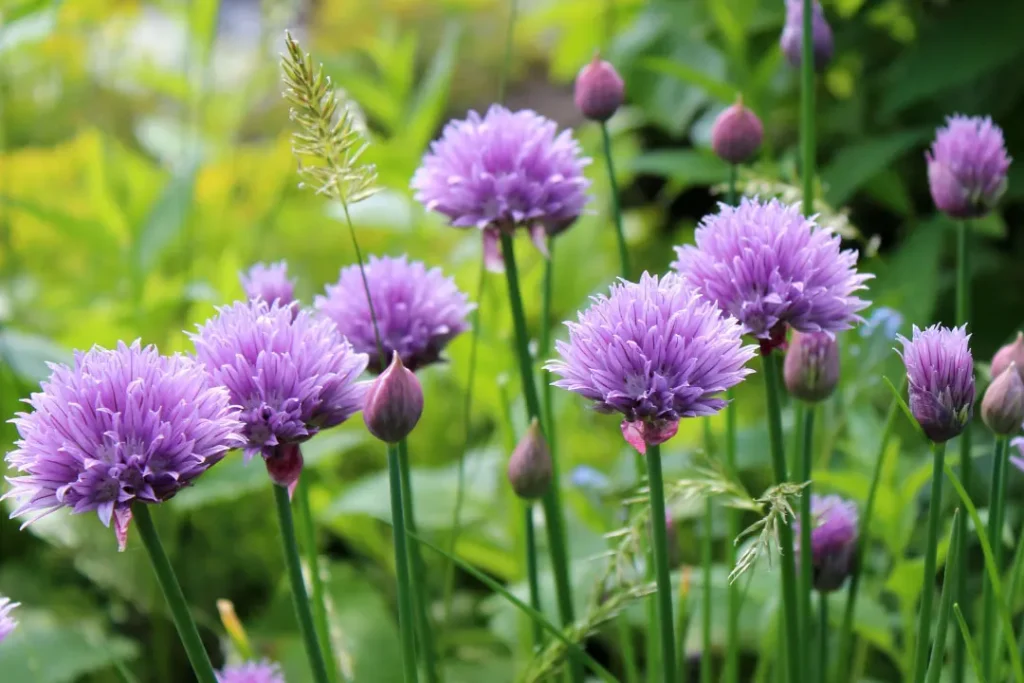 Chives plant