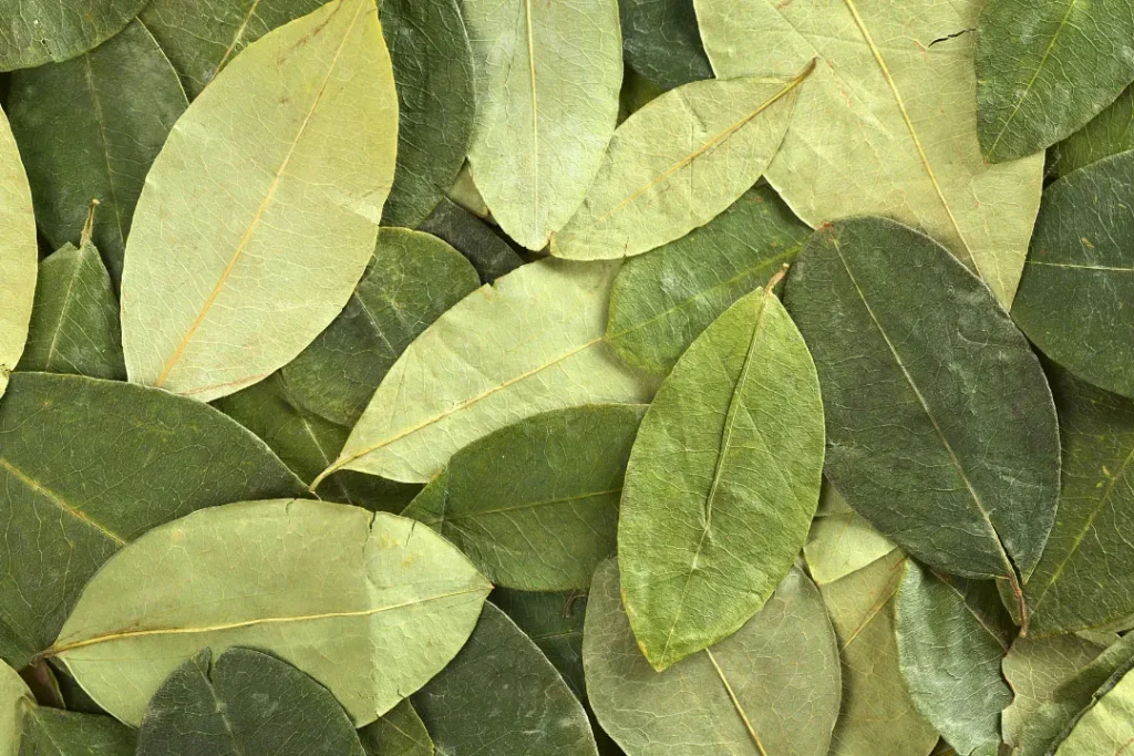 Leaves of coca. 