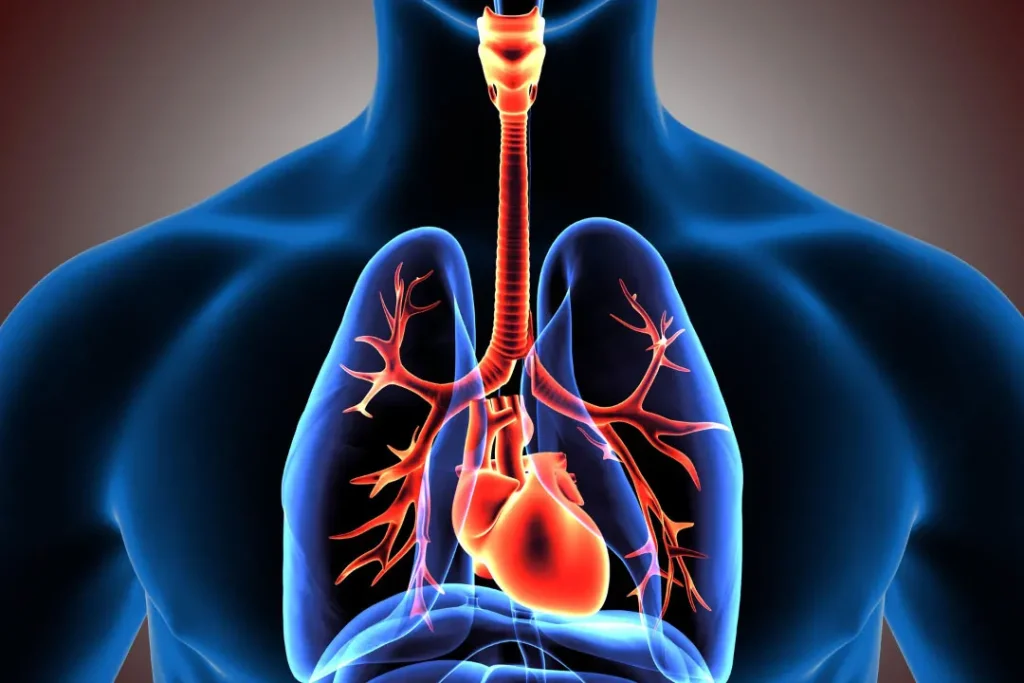 Respiratory system of human beings. 