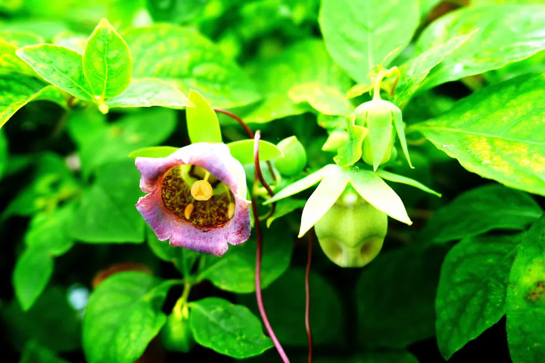 Codonopsis Benefits, Dosage, Side Effects, Drug Interactions, and