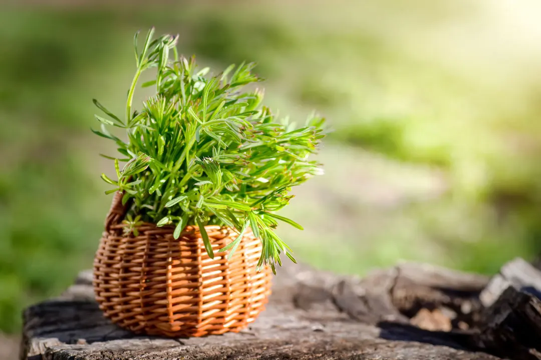 Clivers: Benefits, Dosage, Side Effects, Drug Interactions, and Other ...