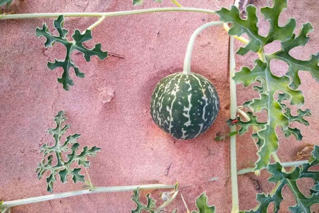 Colocynth watermelon growining in dseser