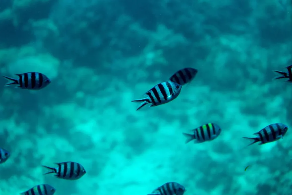 underwater view of swimming fishes and algae