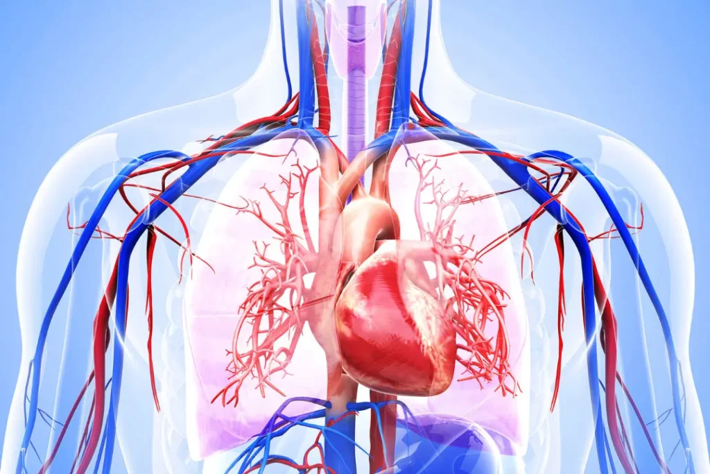 human cardiovascular system