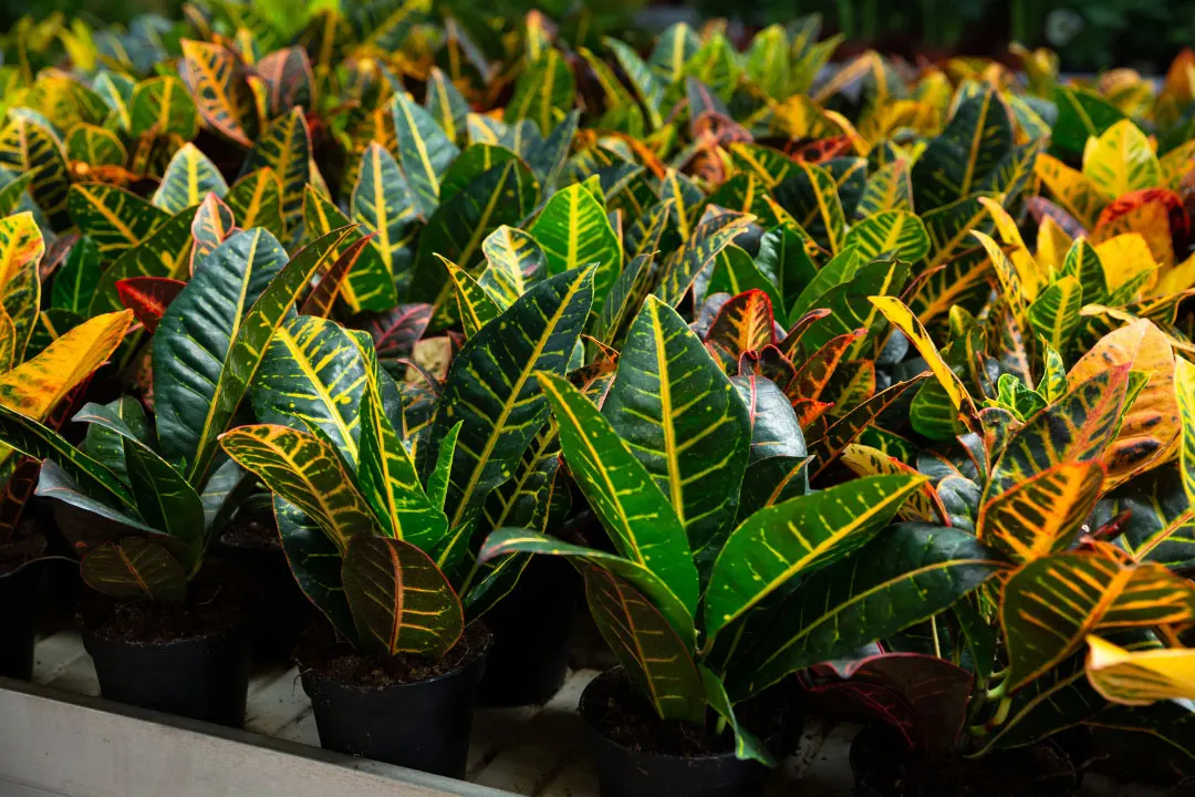 Croton Seeds Benefits, Dosage, Side Effects, Drug Interactions, and