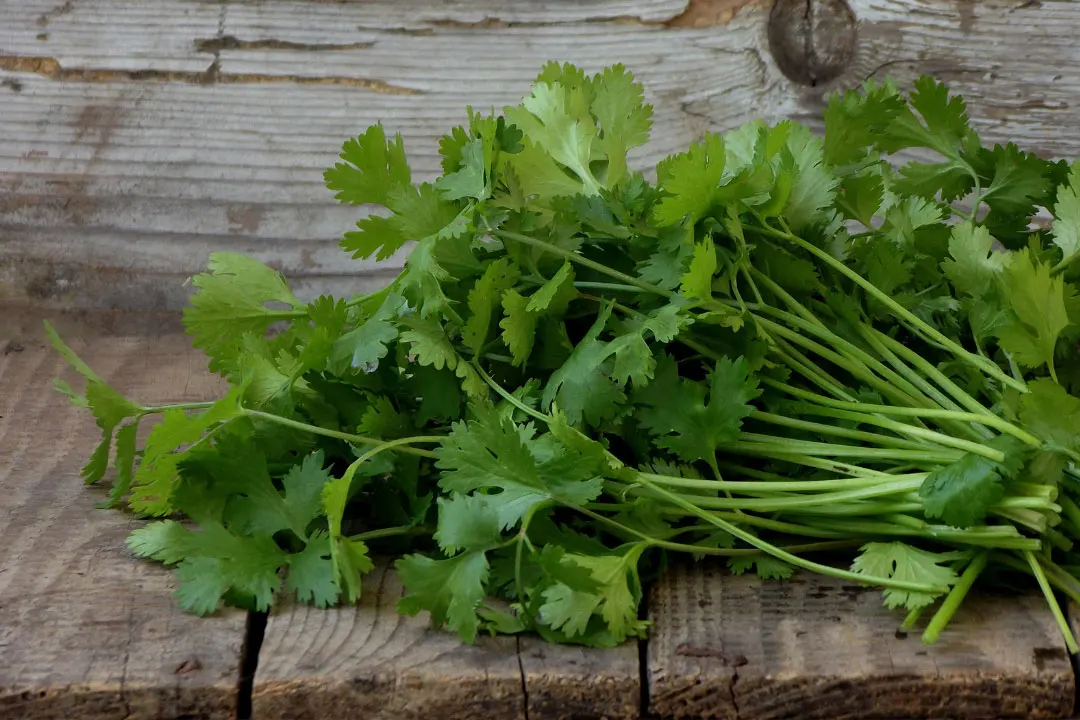 Cilantro: Benefits, Dosage, Side Effects, Drug Interactions, and Other ...