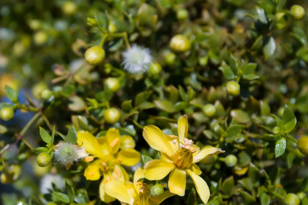 Chaparral Benefits, Dosage, Side Effects, Drug Interactions, and Other