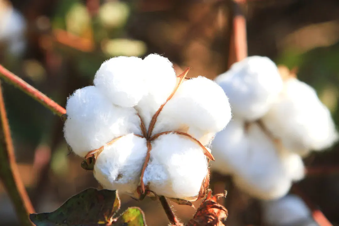 Cotton Benefits, Dosage, Side Effects, Drug Interactions, and Other