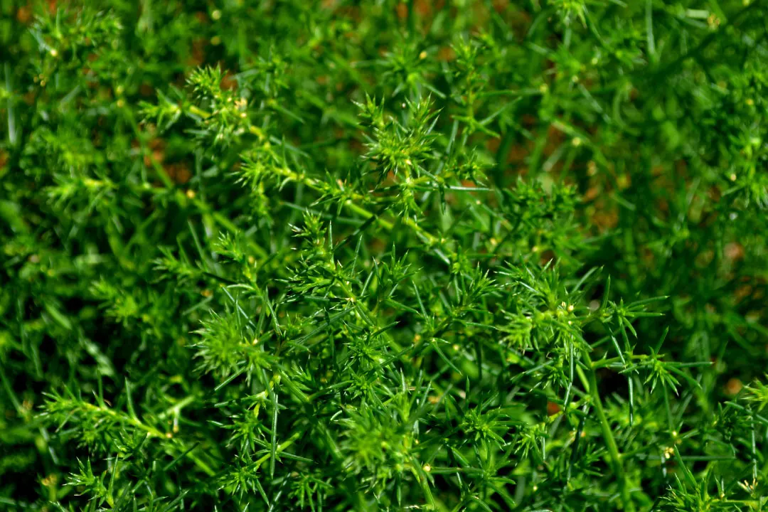 Couch Grass Benefits, Dosage, Side Effects, Drug Interactions, and