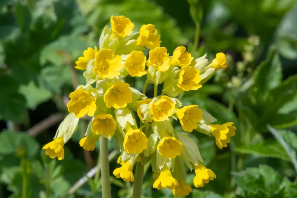 close up of cowslip flower