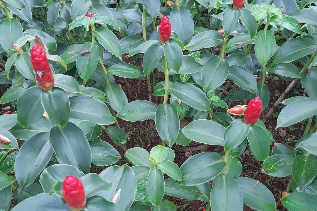 Costus Benefits