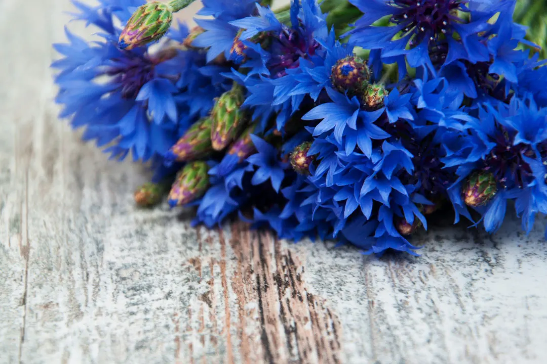 Cornflower Benefits, Dosage, Side Effects, Drug Interactions, and