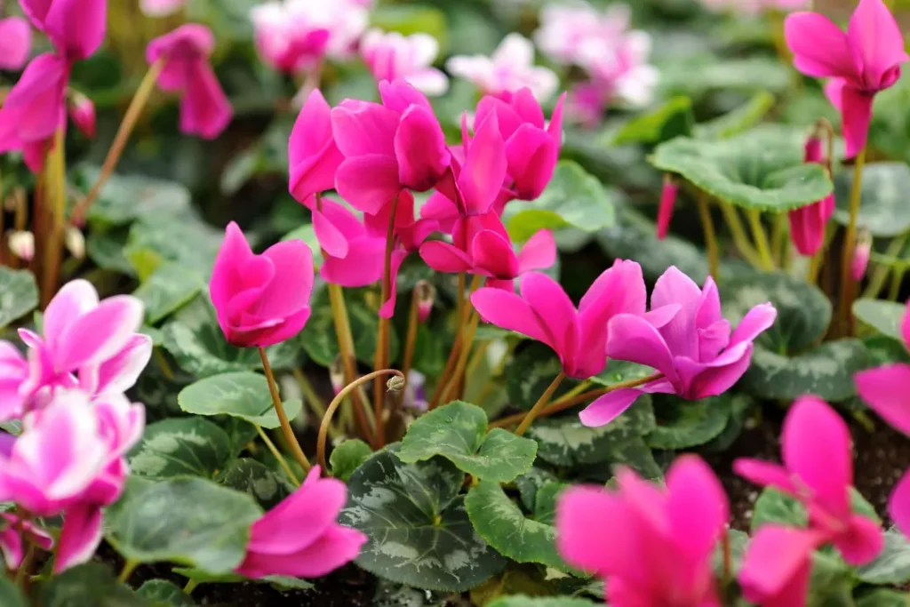 close up of Cyclamen plant