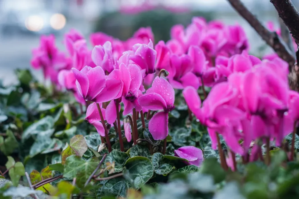 close up of Cyclamen plant
