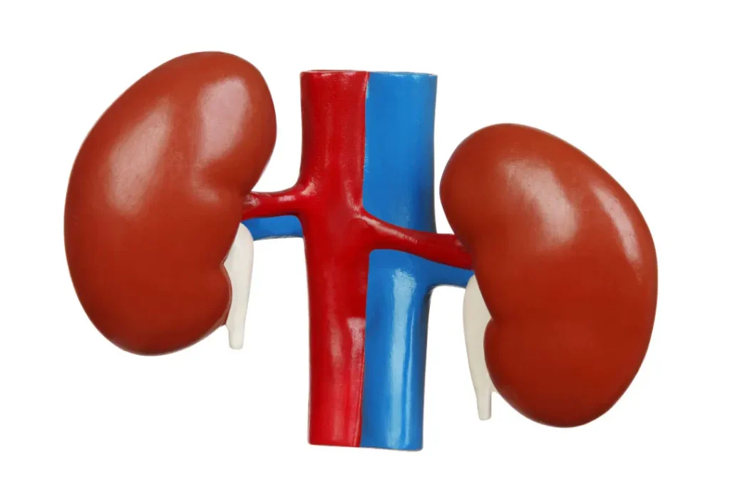 Human kidneys. 