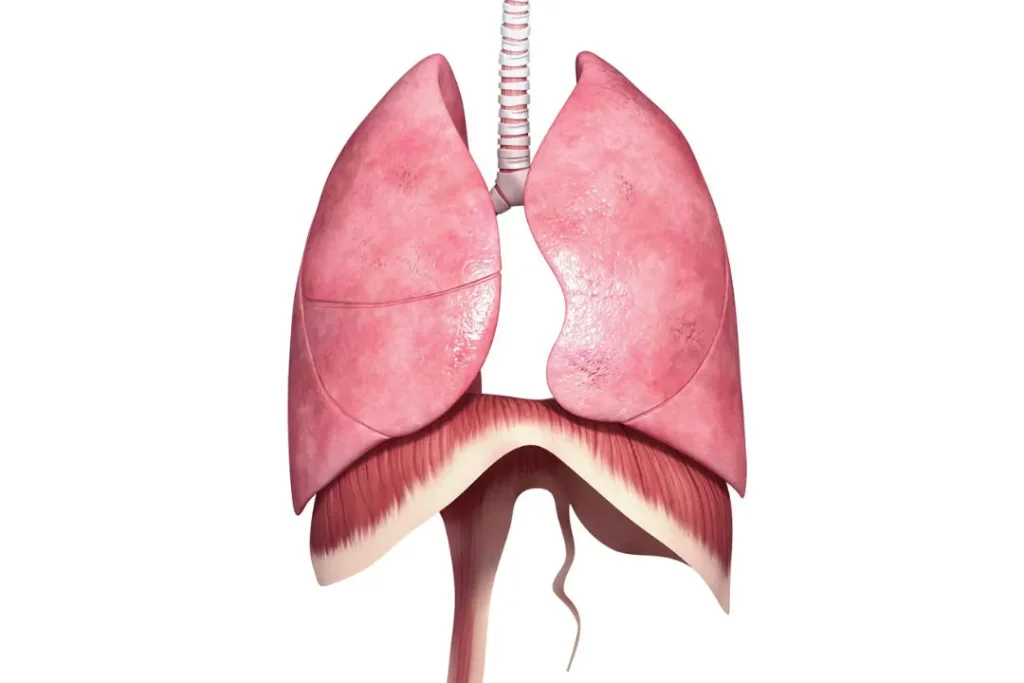 Lungs are vital part of respiratory system. 