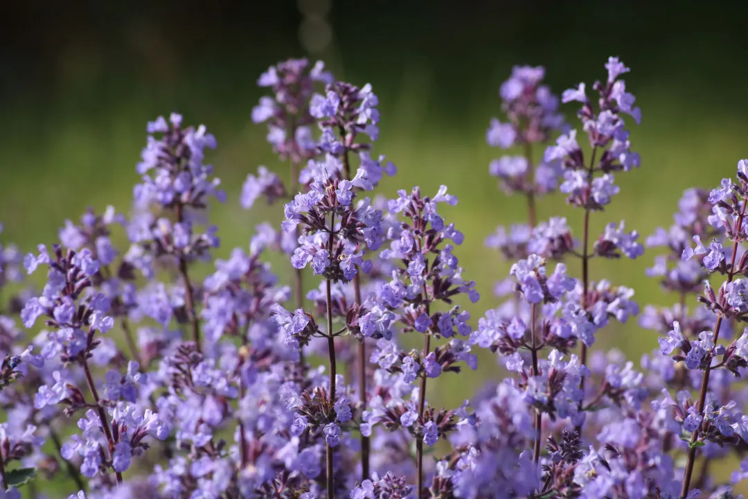 Catnip: Benefits, Dosage, Side Effects, Drug Interactions, and Other ...