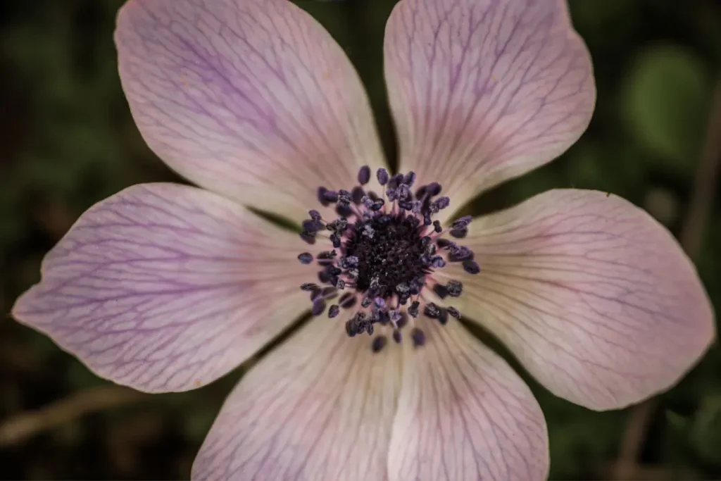 close up of centaury flower
