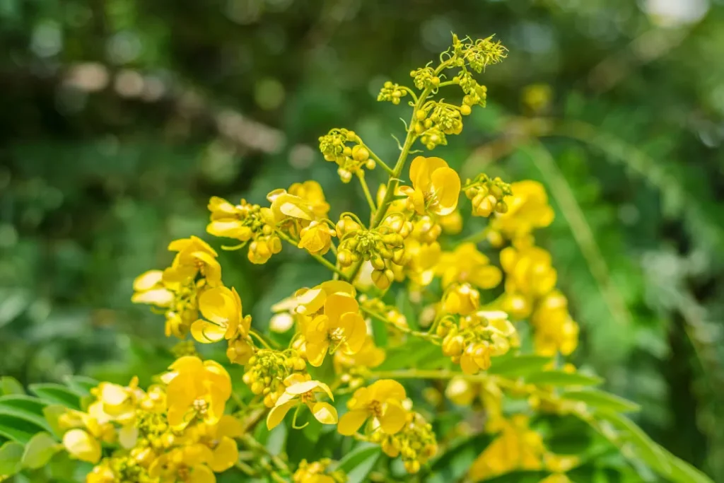 close up shot Cassia Nomame