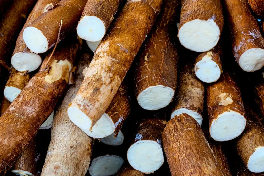 close up shot of Cassava