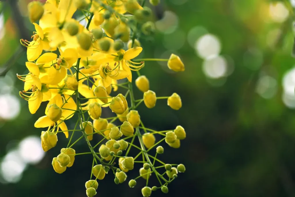 close up shot cassia auriculata.