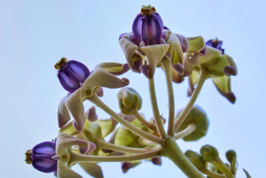 close up of CALOTROPIS