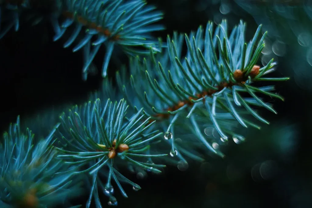 Dwarf Pine Needles close up