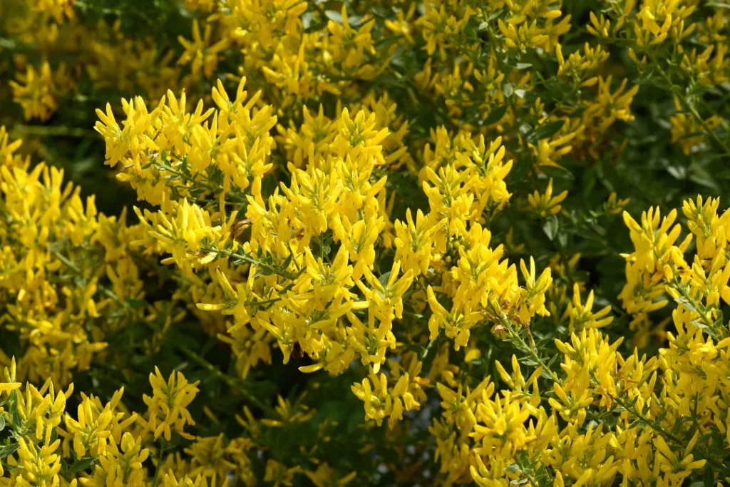 close up of Dyer's Broom