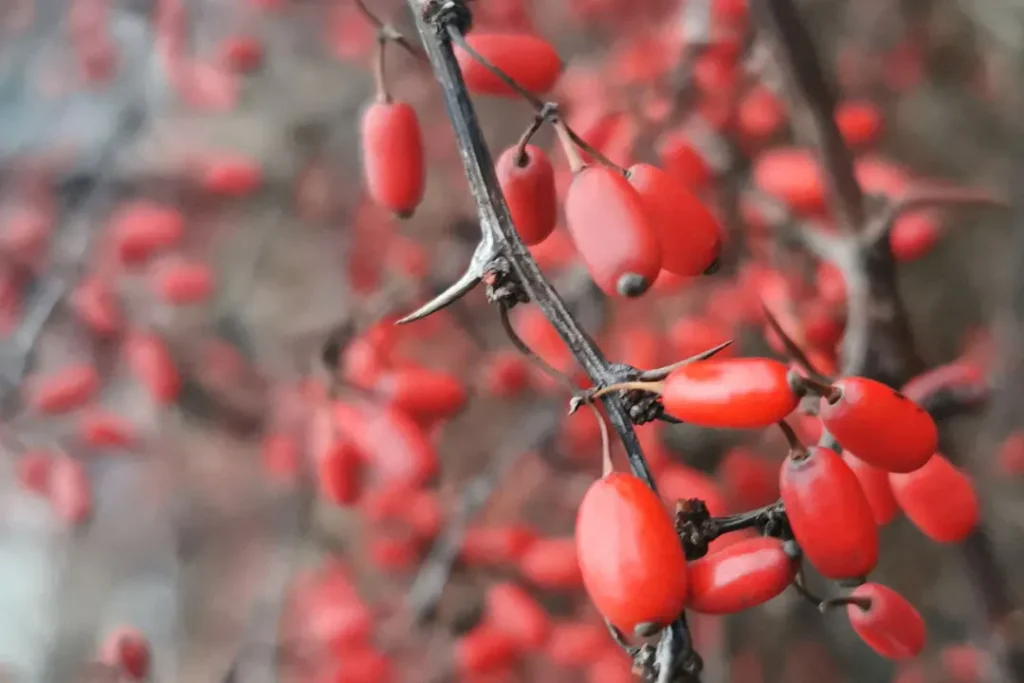close up of European Barberry